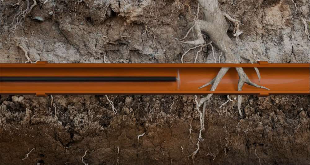 Root Damage