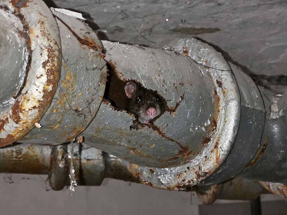 Rat coming out of pipe